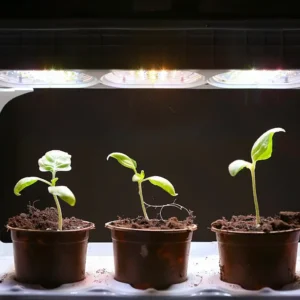 Artificial Plants